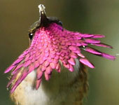 Guatemala: Wine-throated Hummingbird, by guide Jesse Fagan