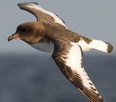 Antarctica: Antarctic Petrel, by guide George Armistead