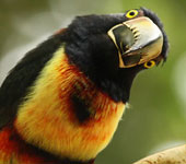 Guatemala: Collared Aracari, by guide Jesse Fagan