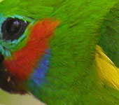 Australia: Double-eyed Fig-Parrot, by guide Jay VanderGaast