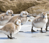 Antarctica: Falkland Steamerducks