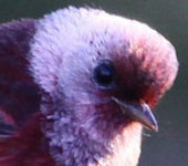 Guatemala: Pink-headed Warbler, by guide Jesse Fagan