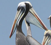 Chile: Peruvian Pelicans, by participant Mike Bowen