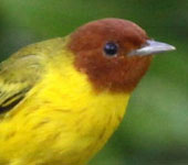 El Salvador: "Mangrove" Yellow Warbler, by guide Jesse Fagan