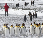 Antarctica: South Georgia Island, by guide George Armistead