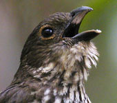 Australia: Tooth-billed Catbird, by guide Jay VanderGaast