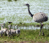 Uruguay: Greater Rheas, by guide Alvaro Jaramillo