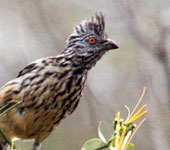 Northern Peru: Peruvian Plantcutter, by guide Richard Webster