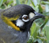 Costa Rica: White-eared Ground Sparrow, by guide Jesse Fagan