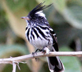 Northern Peru: Black-crested Tit-Tyrant, by guide Richard Webster