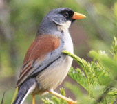 Northern Peru: Buff-bridled Inca-Finch, by guide Richard Webster