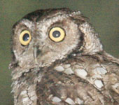 Northern Peru: Peruvian Screech-Owl, by guide Richard Webster
