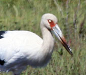 Uruguay: Maguari Stork, by guide Alvaro Jaramillo