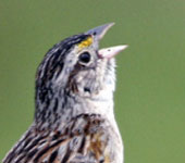 Uruguay: Grassland Sparrow, by guide Alvaro Jaramillo