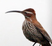Uruguay: Scimitar-billed Woodcreeper, by guide Alvaro Jaramillo