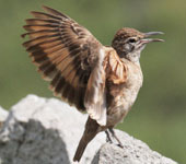 Northern Peru: Thick-billed Miner, by guide Richard Webster