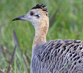 Uruguay: Red-winged Tinamou, by guide Alvaro Jaramillo