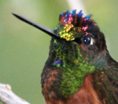 Northern Peru: Rainbow Starfrontlet, by guide Richard Webster