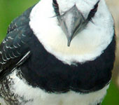Sacha Lodge: White-necked Puffbird, by guide Dan Lane