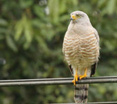 Costa Rica: Roadside Hawk, by guide Jesse Fagan