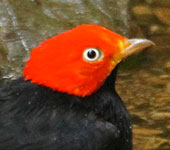 Costa Rica