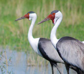 Botswana