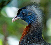Borneo