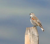 Montana