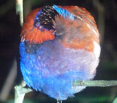 Borneo