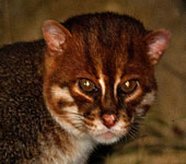 Borneo