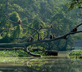 Borneo
