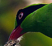 Borneo