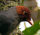 Borneo
