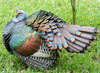 Ocellated Turkey