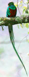 Resplendent Quetzal