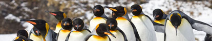 Antarctica: King Penguins