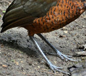 Ecuador