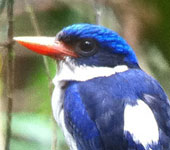 Papua New Guinea