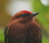 Ecuador