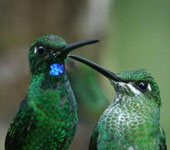 Ecuador