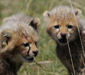 Kenya