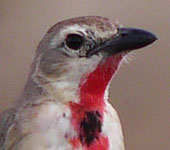 Kenya