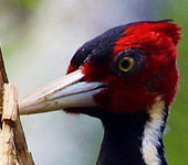 Guatemala