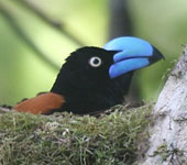 Madagascar