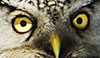 Northern Hawk Owl