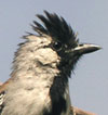 Silvery-cheeked Antshrike, NE Brazil