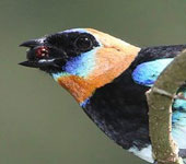 Panama