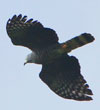 Hook-billed Kite
