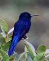 Royal Sunangel, Northern Peru