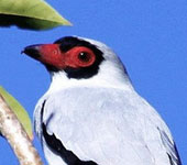 Guatemala